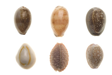 Seashells isolated on white background
