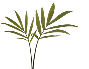 Green Bamboo Leaves Isolated on White.