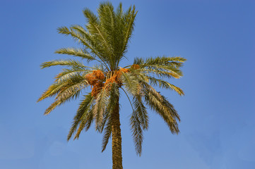 Sunny Palm Tree