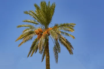 Printed kitchen splashbacks Sunny Palm Tree