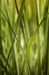 Tall grass with filterd sunlight.