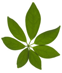 green leaf isolated on white