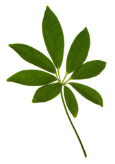 green leaf isolated on white