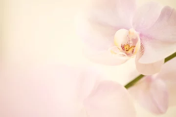 Foto op Canvas pink dendrobium orchid background. © Christine