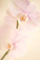 Obraz na płótnie Canvas pink dendrobium orchid background.