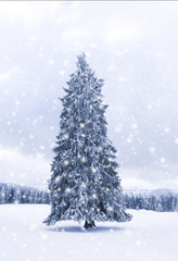 Fototapeta premium Tannenbaum im Winterwald