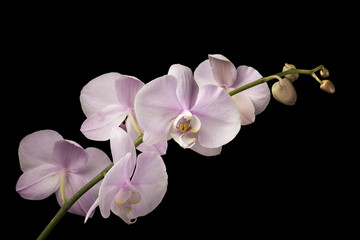 Pink Dendrobium Orchid on Black Background