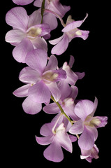 Pink Dendrobium orchid isolated on black background