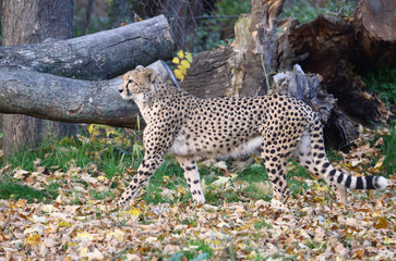 laufender Gepard