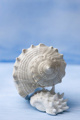 Sea Shell on Handpainted Blue Watercolor Background.