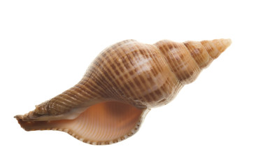 Seashell isolated on white background