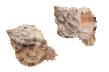 Seashells isolated on white background