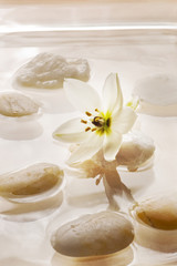 Obraz na płótnie Canvas floating white spa flower