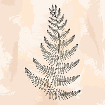 Zentangle vector male Fern for tattoo in boho, hipster style. Or