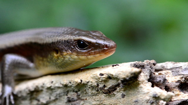 Skink in tropical rain forest.
