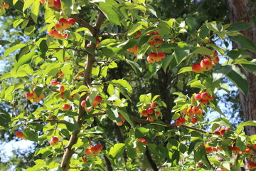 Райские яблоки