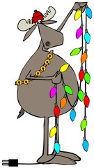 Moose handling Christmas lights