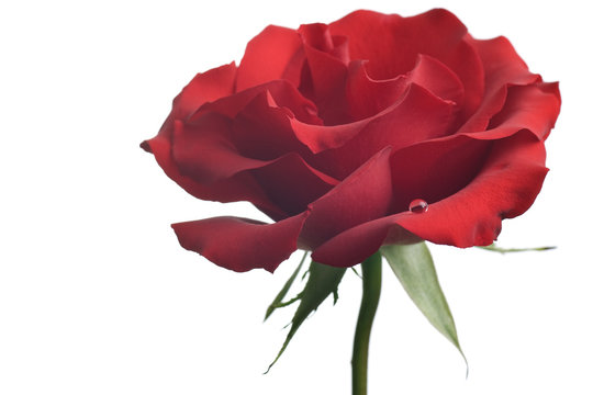 red rose closeup isolated on white background