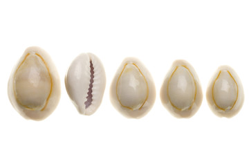 Seashells isolated on white background - 96094264