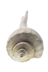 Fossilized Seashell isolated