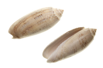Seashells isolated on white background