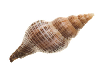 Seashells isolated on white background