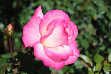 Розовая королева сада
