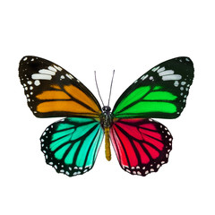 Colorful butterfly , Danaus Genutia , monarch butterfly isol