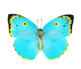 Blue and Yellow  butterfly isolated on white