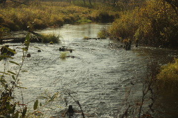 лесная речка