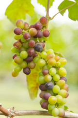 Fresh green grapes with green leaves on the vine