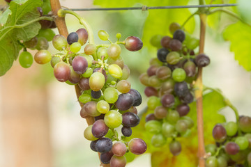 Fresh green grapes with green leaves on the vine