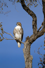 Red-tailed Hawk in November in New Mexico