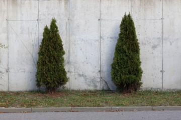 Two trees on the background of a concrete wall