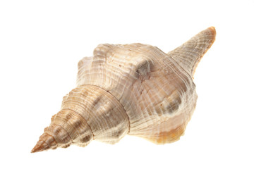 seashell isolated on white background