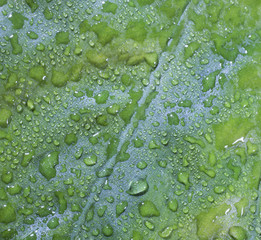 Watery leaf