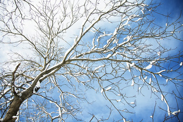 Seasonal winter tree branches covered with snow on a blue and partially cloudy sky background.