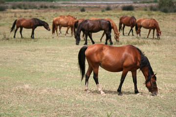 Naklejka na ściany i meble Horses in a field. Sardinia (Italy)
