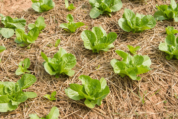 Growing vegetable  in rows in the vegetable garden ,vegetable cu