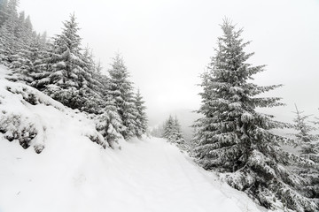 Spruce Tree foggy Forest Covered by Snow in Winter Landscape.