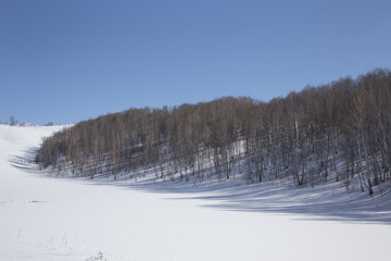 birch in winter in the mountains