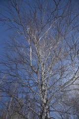 trunk of a birch against the sky