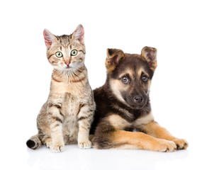 crossbreed dog and tabby kitten looking at camera. isolated on w