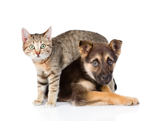small tabby cat and crossbreed dog together. isolated on white b