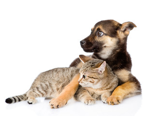 mixed breed dog embracing tabby cat and looking away. isolated o