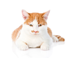 orange tabby kitten lying in front. isolated on white background