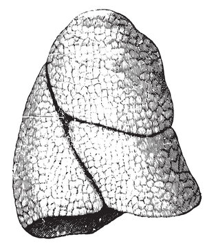 The right lung, vintage engraving.