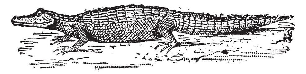 Fototapeta premium Alligator, vintage engraving.