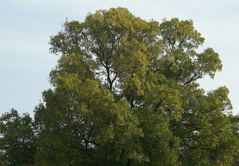 Spreading crown green tree