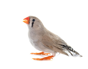 female Zebra finch